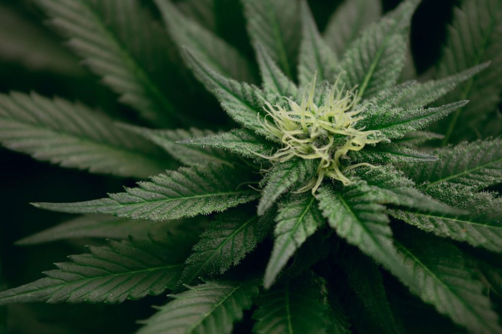 Marijuana Dispensary Security Plan